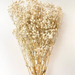 Beige Dried Gypsophila Flowers – Elegant & Timeless Decor
