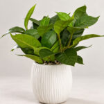Small Artificial Plant with White Plastic Pot