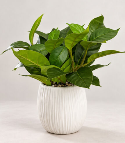 Small Artificial Plant with White Plastic Pot
